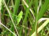 Phaneroptera sp.